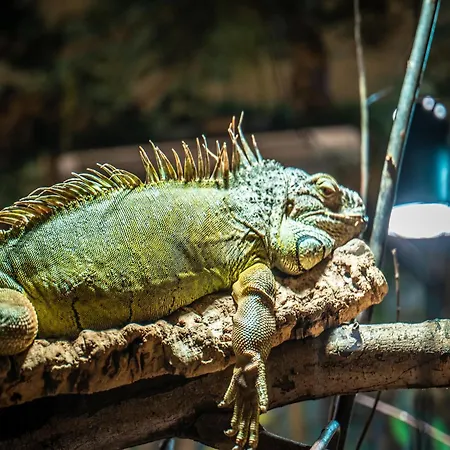 Doppelhaushaelften Im Ferienpark Weissenhaeuser Strand Weissenhäuser Strand